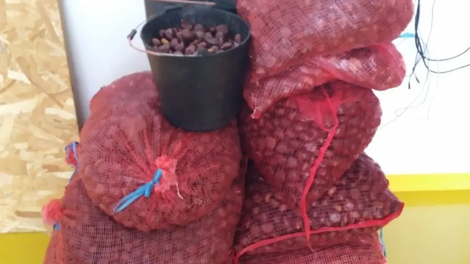 Seis detidos pela GNR por furto de castanha no concelho de Valpaços