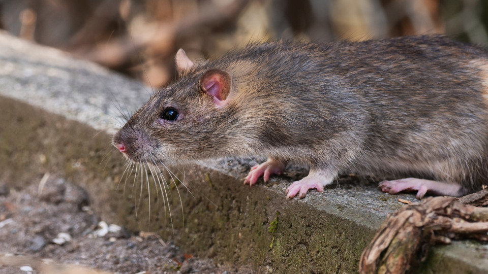 Índia. Ratos destroem quase 200 quilos de droga apreendida em operação