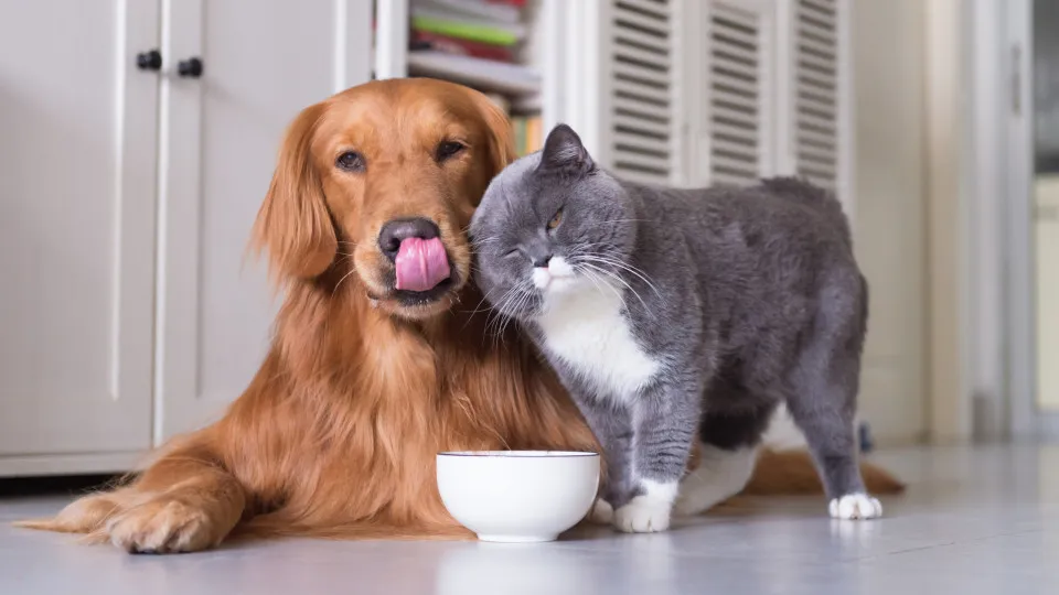 Gatos detestam banho? Cães devem comer ervas? Seis mitos sobre patudos