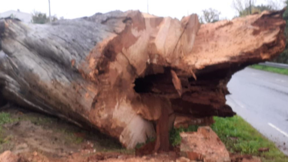 "Hoje é um dia triste". Eucalipto centenário cortado em Vila Verde