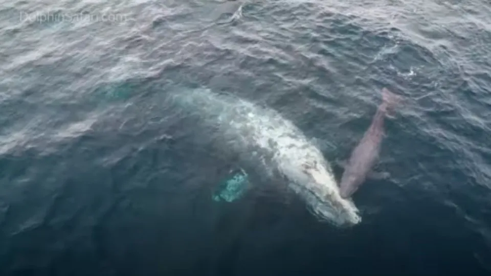 Marinheiros dinamarqueses resgatados após colisão com baleia no Pacífico