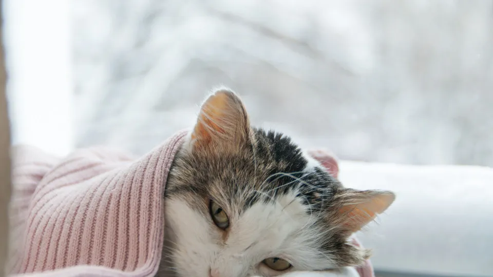 Oito sinais de que o seu gato pode estar com demência