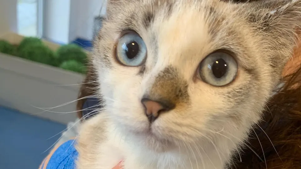 Gata colocada no forno já teve alta e vai ser entregue a nova família