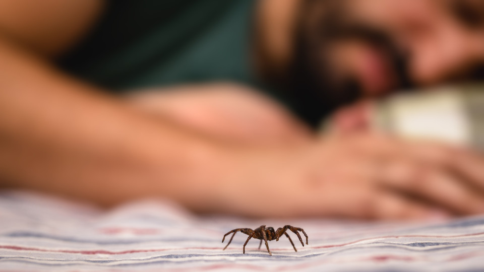 Comemos oito aranhas por ano a dormir. Realidade ou mito?