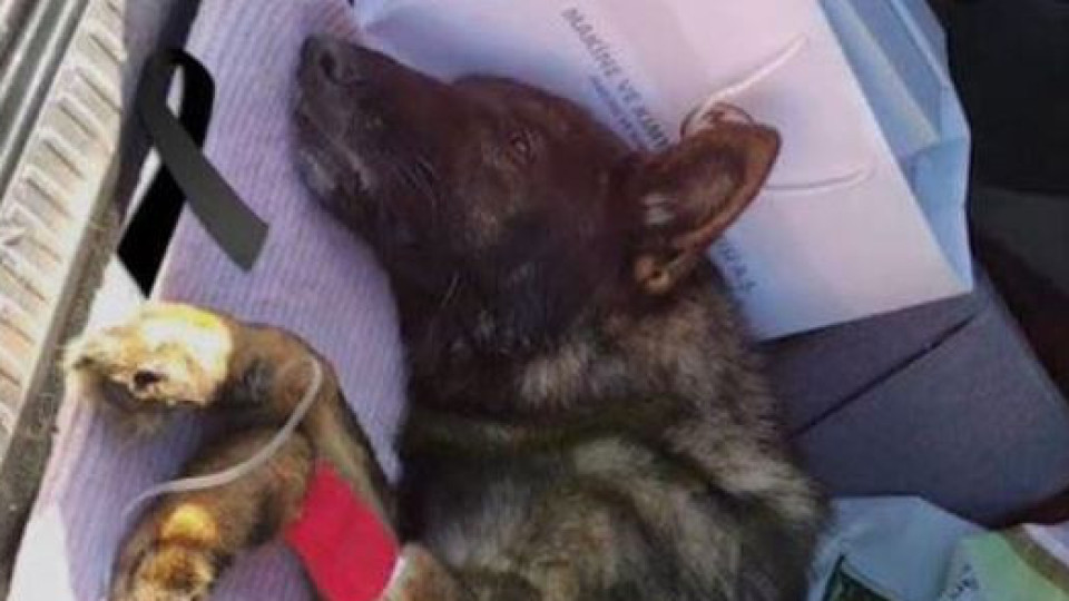 Proteo, o cão que viajou do México até à Turquia e morreu em missão