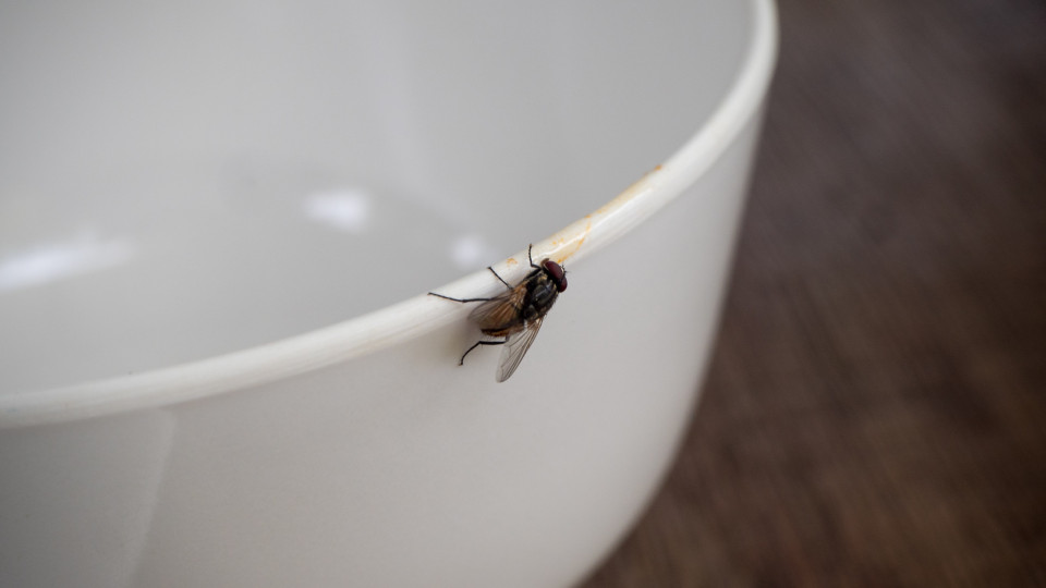 O truque de dois ingredientes que vai manter a sua casa livre de moscas