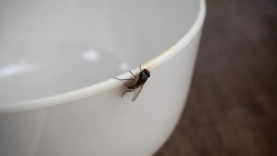 How to Make an Effective (and Cheap) Fruit Fly Trap