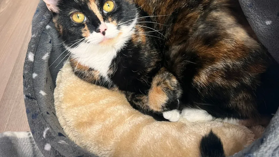 "Tomem conta de mim". Mulher abandona gato, mas deixa recado emocionante