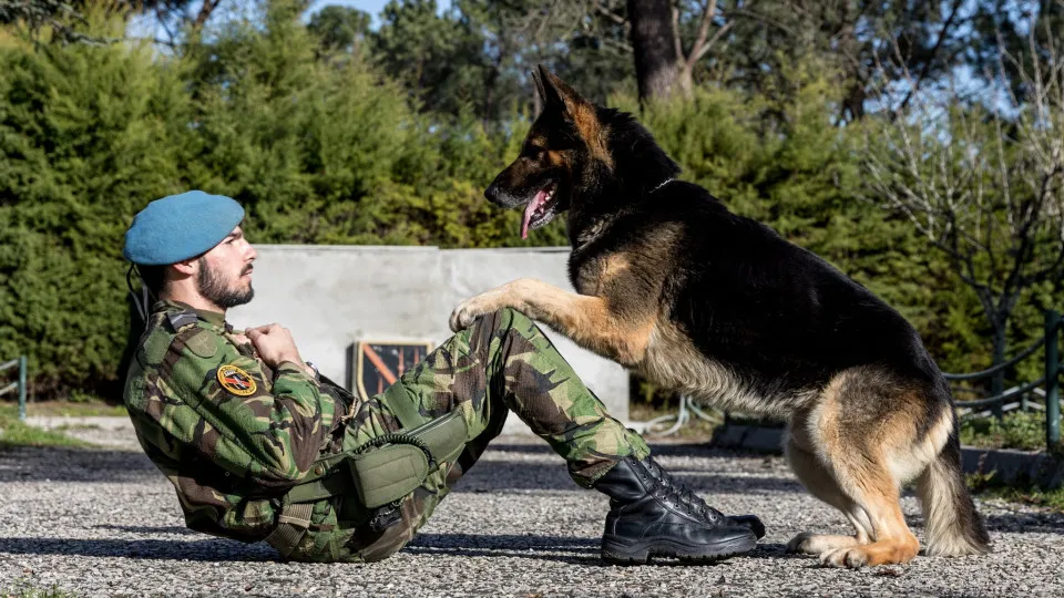 Dia do Animal de Estimação. "Dê um carinho especial ao seu amigo"