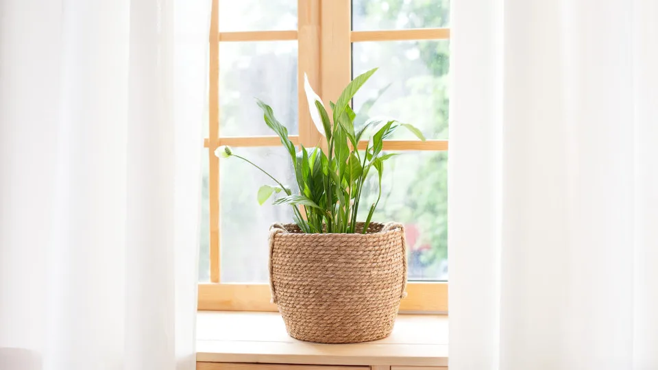 Esqueça os panos. Estas quatro plantas ajudam a acabar com o pó em casa