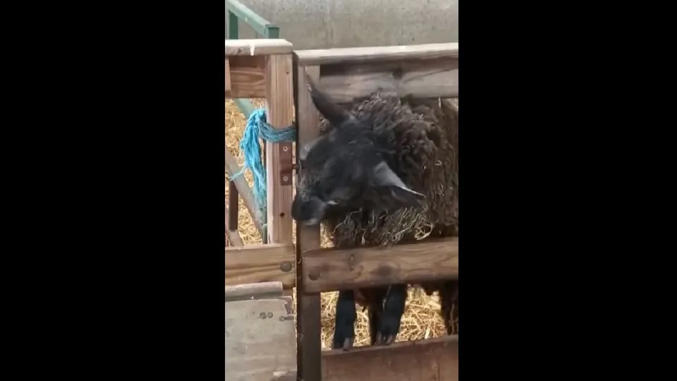 Ovelha 'inteligente' escapa de curral na Escócia. Veja o vídeo