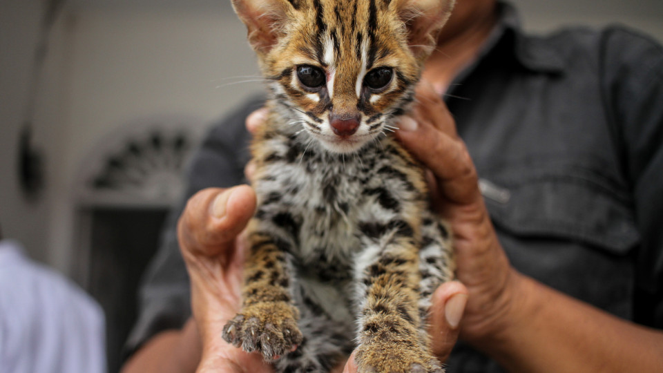 Homem acolhe gato... que afinal era animal selvagem em vias de extinção