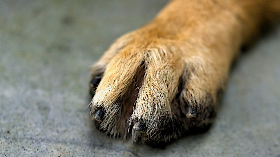 "Em pânico". Cão resgatado após estar cerca de 18 horas preso em estrada 