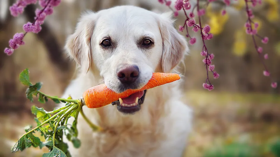 10 vegetais que os cães podem comer sem problema