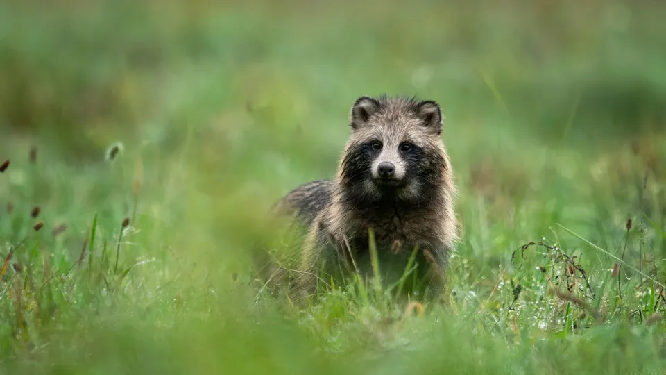 'Cão-guaxinim' poderá estar na origem da Covid-19, segundo novos dados