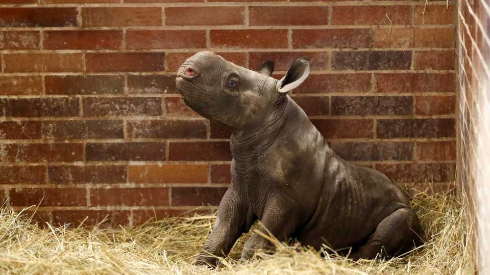 Conheça Magashi, a nova cria de rinoceronte-negro em vias de extinção