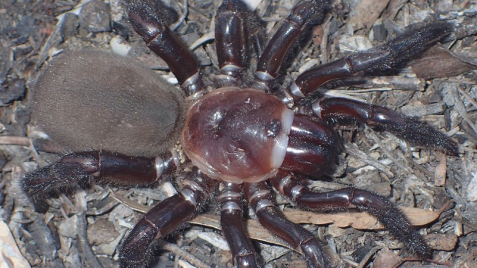 "É muito grande". Descoberta nova espécie de aranha-alçapão na Austrália