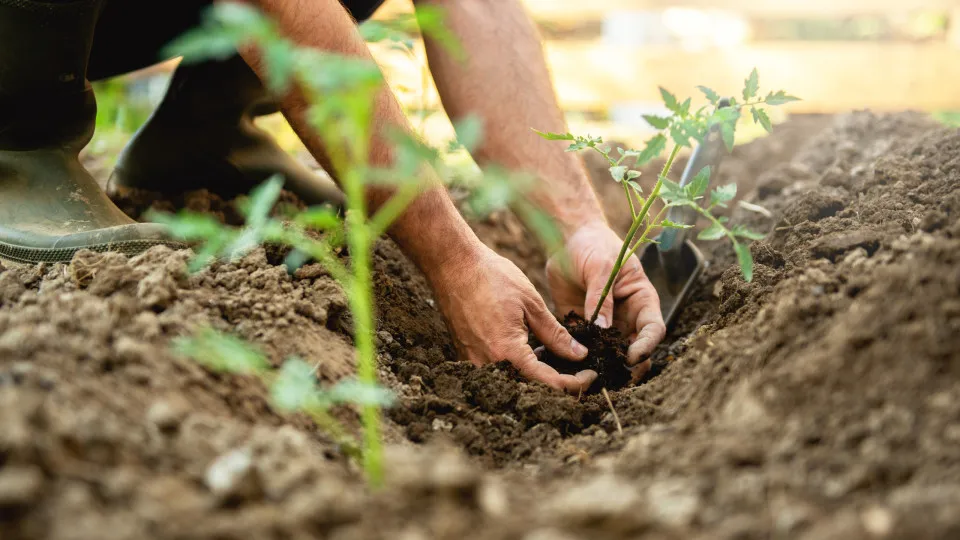 Horta, Vegetais, Legume, Agricultura,