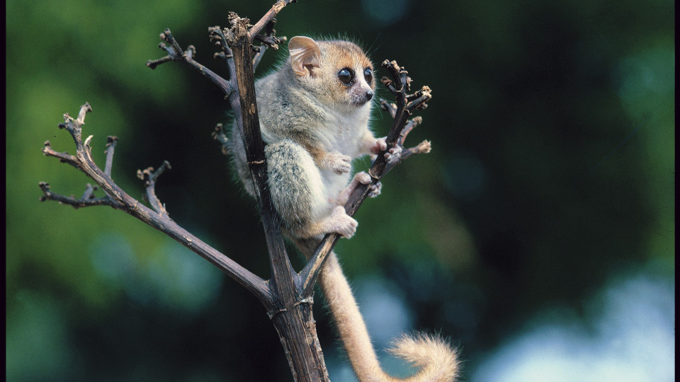 Ciclo de vida do lémure-rato-cinzento é afetado pela crise climática
