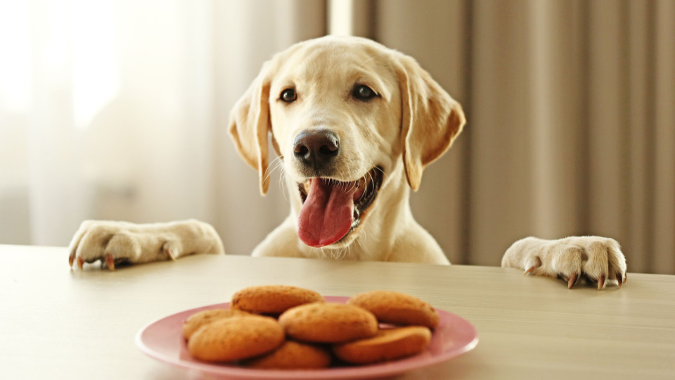 Se tem amor pelo seu patudo, não lhe dê estes alimentos. Podem ser fatais