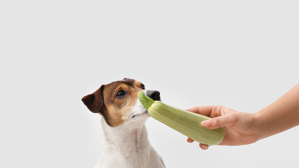 Esqueça os ossos e ofereça curgetes aos seus cães (só lhes fazem bem)