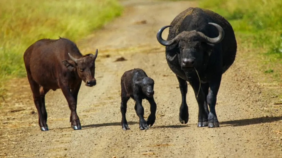 África do Sul. Cria de búfalo nasce com "garras de urso" em vez de cascos