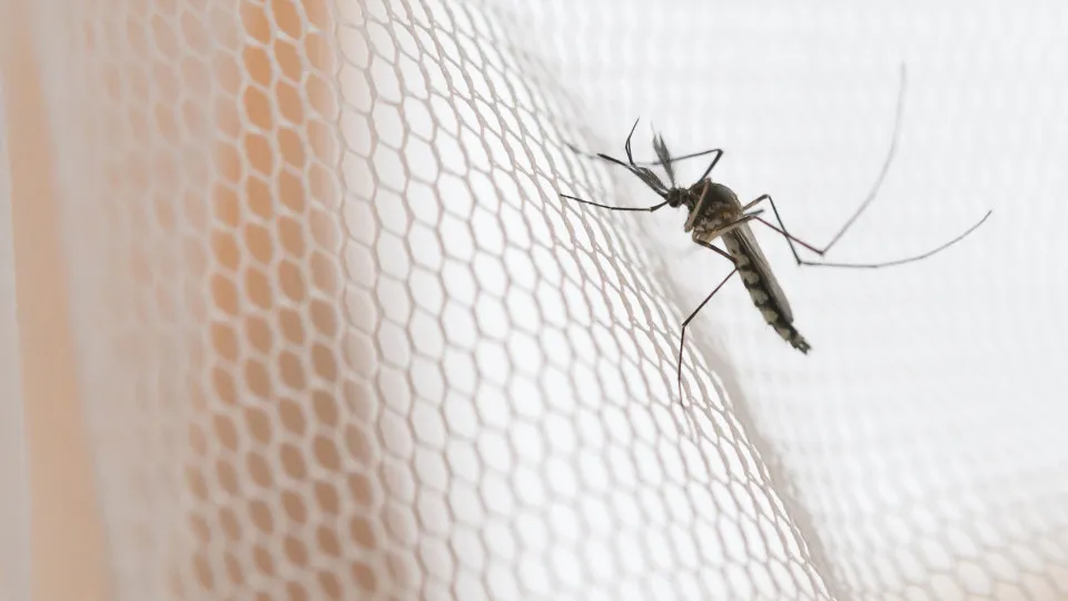 Encontrou a cozinha cheia de mosquitos? Este truque ajuda a afugentá-los