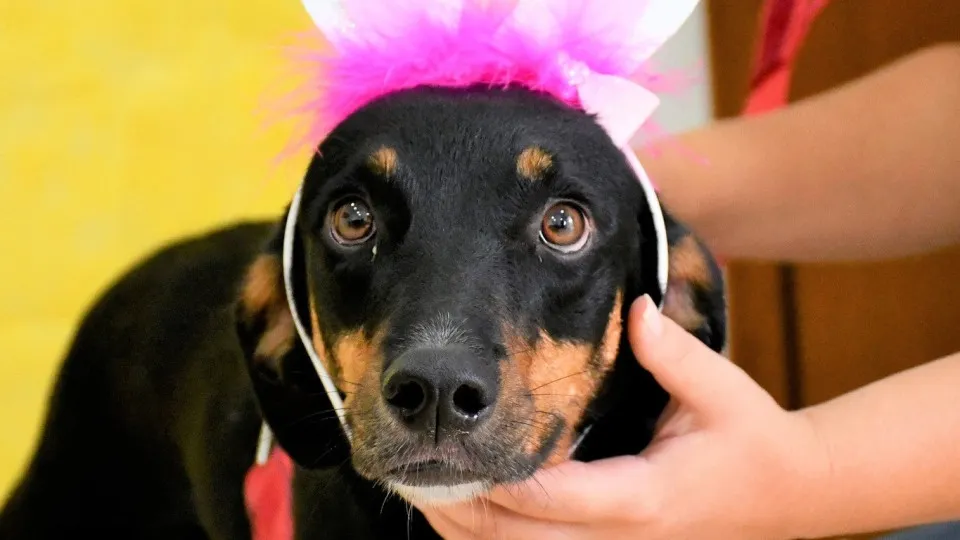 Com a Páscoa à porta, esta campanha de adoção transformou cães em coelhos