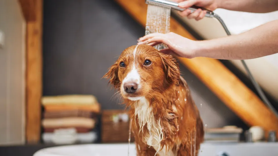 O leitor perguntou: Cães podem tomar banho depois de comer?