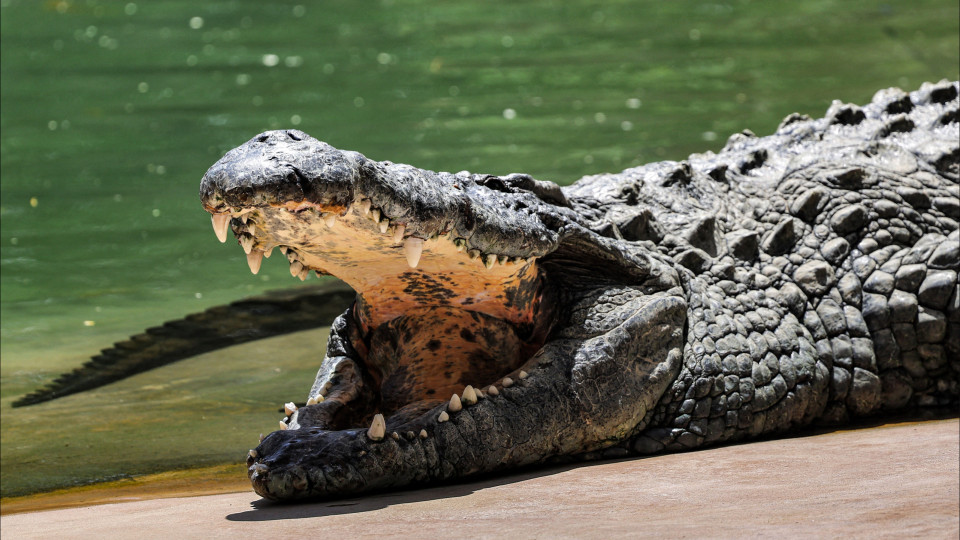 Turista atacado por crocodilo enquanto fazia 'snorkeling' na Austrália