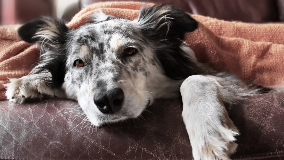 Cinco objetos (e não só) que são tóxicos para os cães