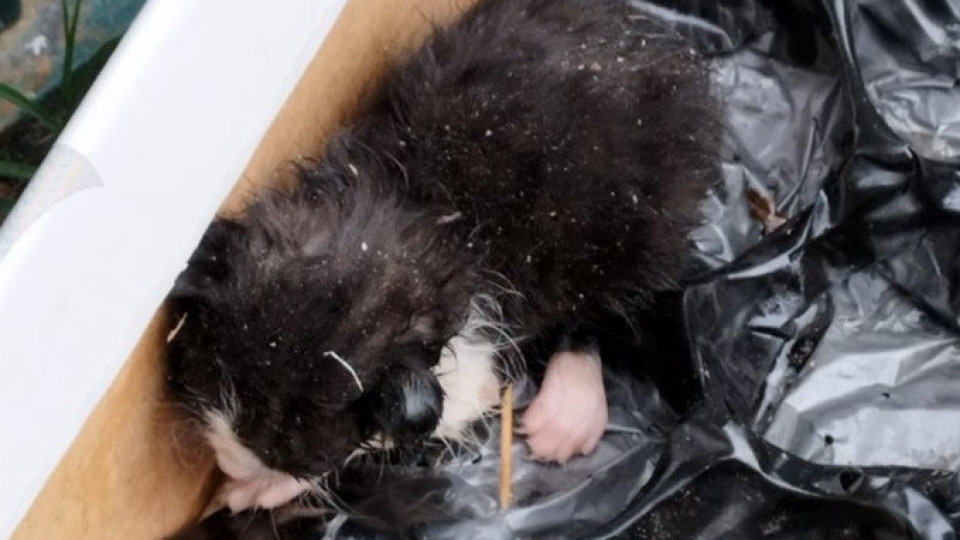 Gato bebé encontrado "abandonado e debilitado" no lixo em Castelo Branco