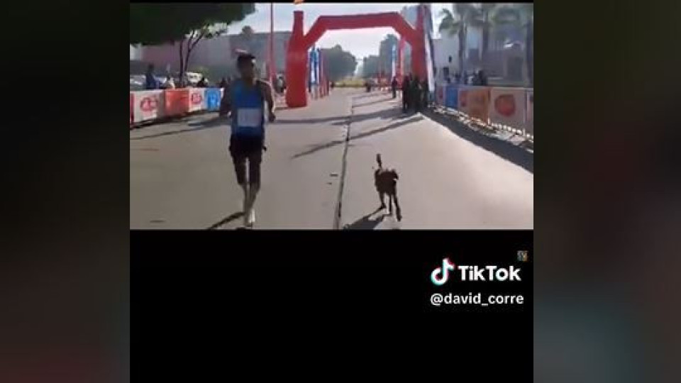 Eis Chicles, o cão que correu em maratona sem querer e ficou no 3.º lugar