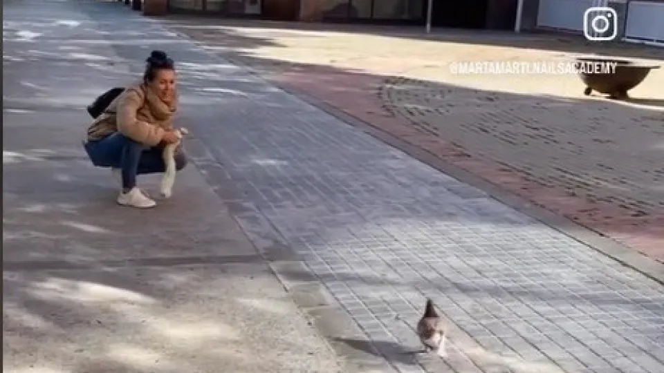 A peculiar amizade entre mulher e pomba que se conheceram numa esplanada