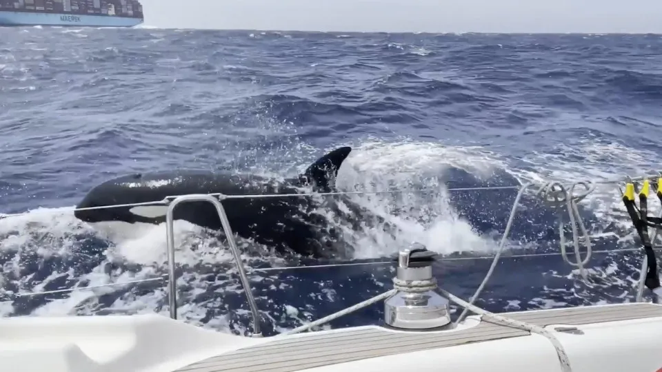 Casal atacado por orcas durante passeio de barco junto a Marrocos