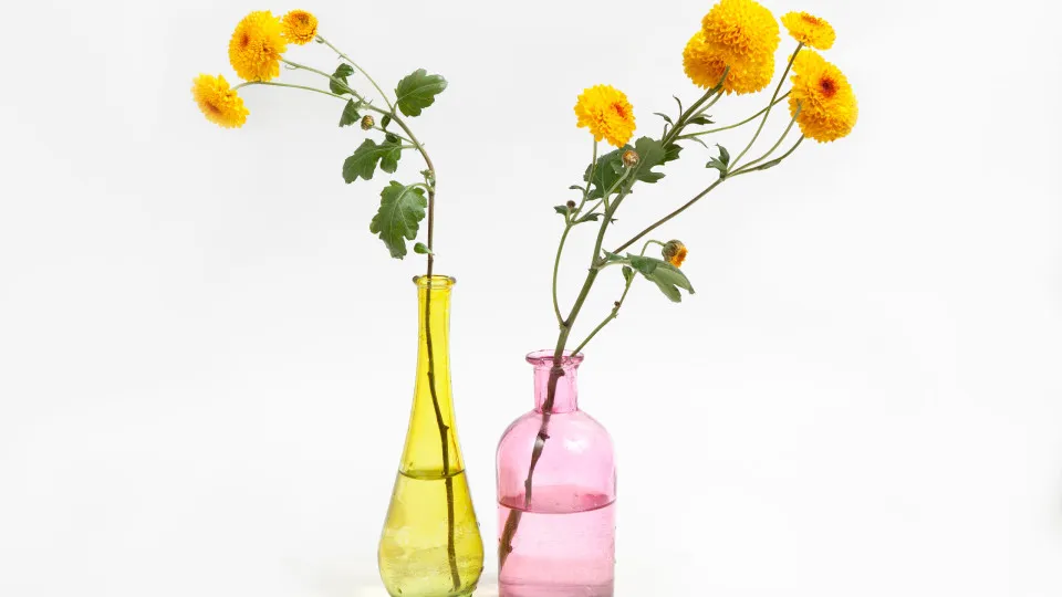 Estas flores decoram a casa e afastam as formigas (experimente!)