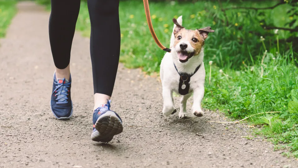 O número de vezes que deve passear o cão por dia