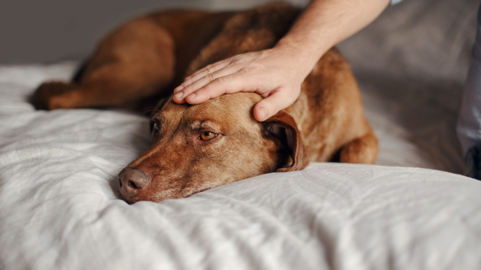 O sinal de alerta de lesão grave em cães que muitos não conhecem 