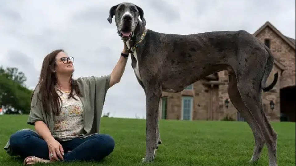 Conheça Zeus, o 'gigante gentil' coroado o cão mais alto do mundo