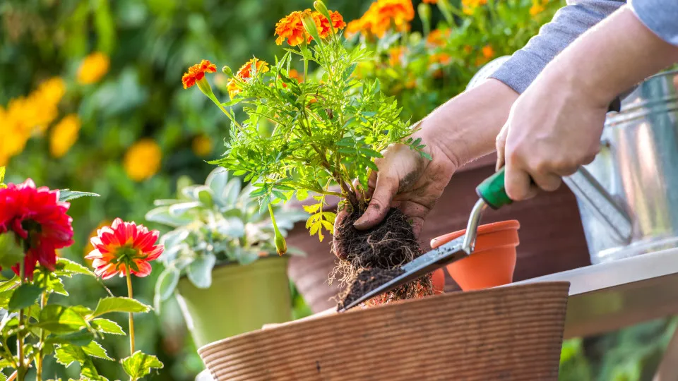 Saiba como 'ressuscitar' as suas plantas em poucos dias