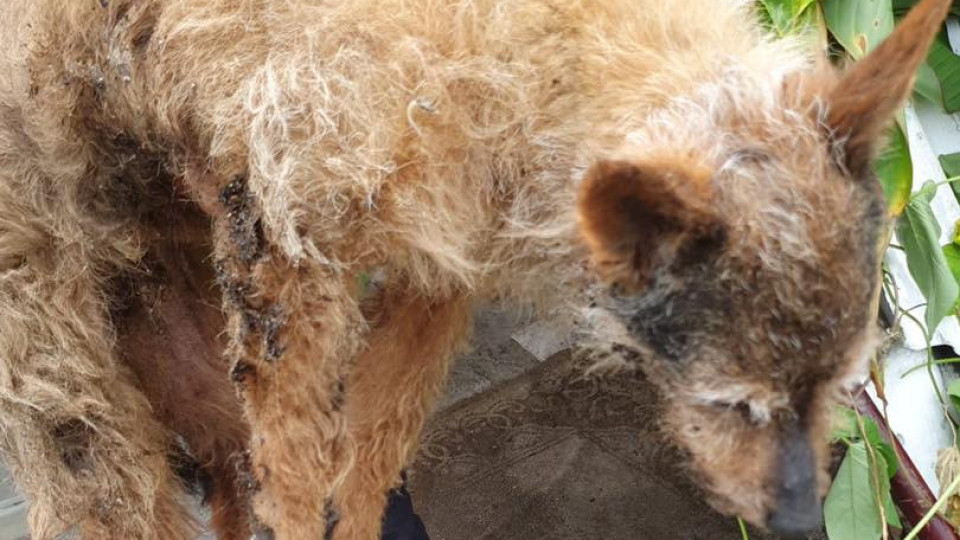 Dois cães resgatados "prostrados" e "minados de parasitas" no Porto