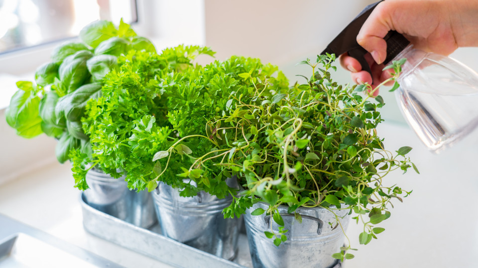 Quer ter ervas frescas todo o ano? Conheça os truques para plantá-las