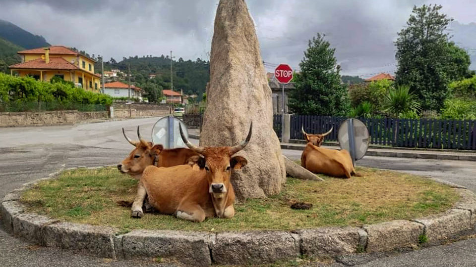 Vacas em rotunda na Serra de Soajo fazem as 'delícias' dos internautas