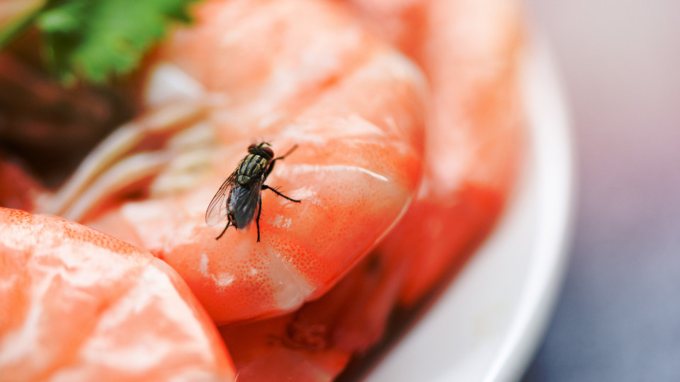 É seguro comer alimentos onde pousaram moscas? Nutricionista responde	