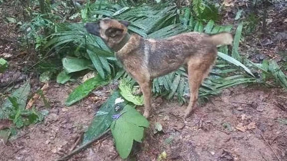 Conheça Wilson, o cão que ajudou a localizar as crianças na Colômbia