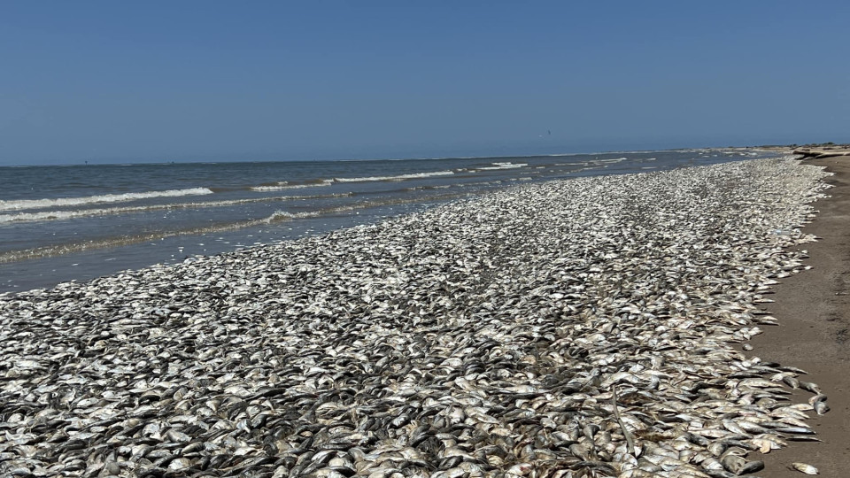 Milhares de peixes mortos dão à costa em praia no Texas. Ora veja