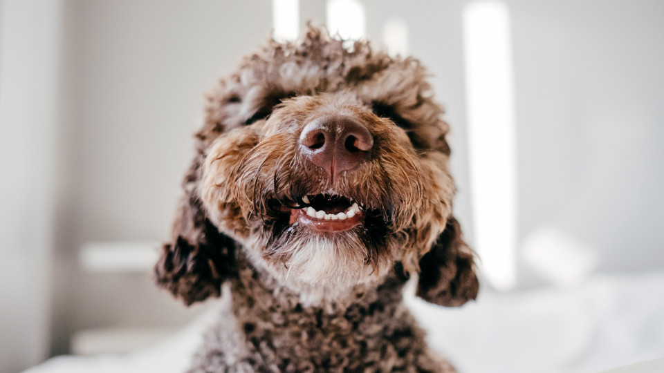 O seu cão tem mau hálito? Cuidado, não ignore 