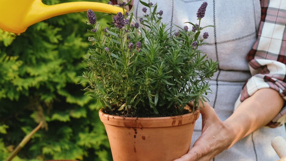 Dez plantas que ajudam a manter os mosquitos longe do seu jardim