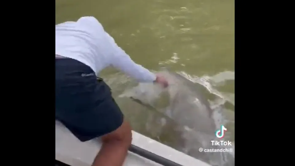 Pescador mordido por tubarão quando lavava as mãos na água. Ora veja