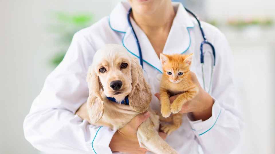 Cuidados veterinários grátis para famílias vulneráveis: O que deve saber